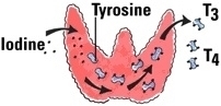 Thyroid_3