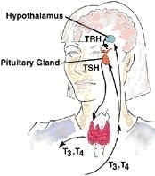 Thyroid_4